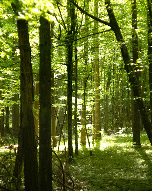 Midsummer Eve Forest Bathing