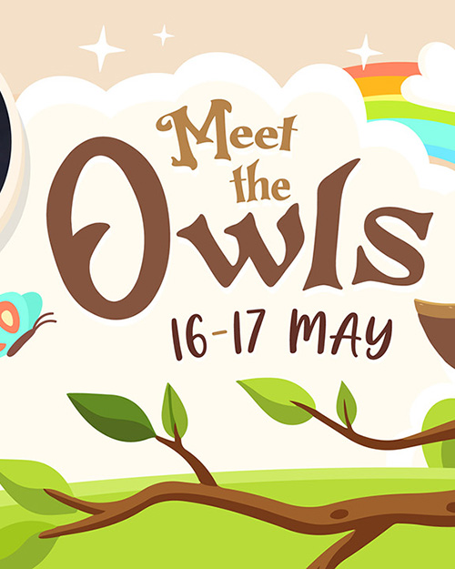 Meet the Owls At Monk Park Farm