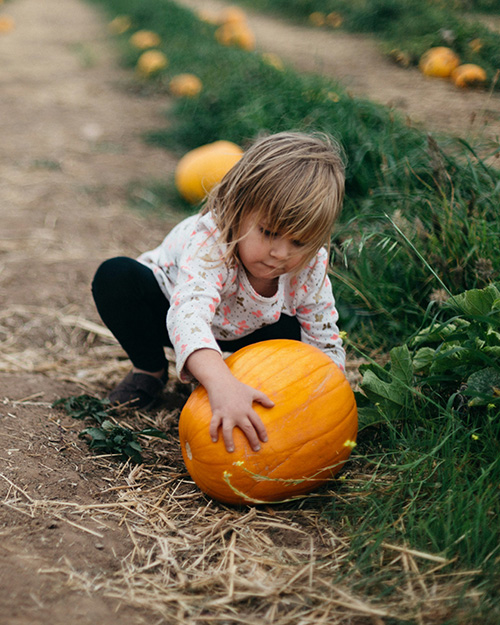 The Great Yorkshire Pumpkin Patch