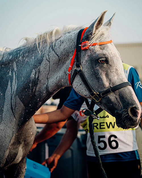 Easter Family Racing Day 2026