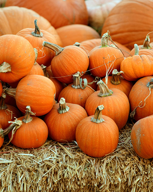 Pick Your Own Pumpkin