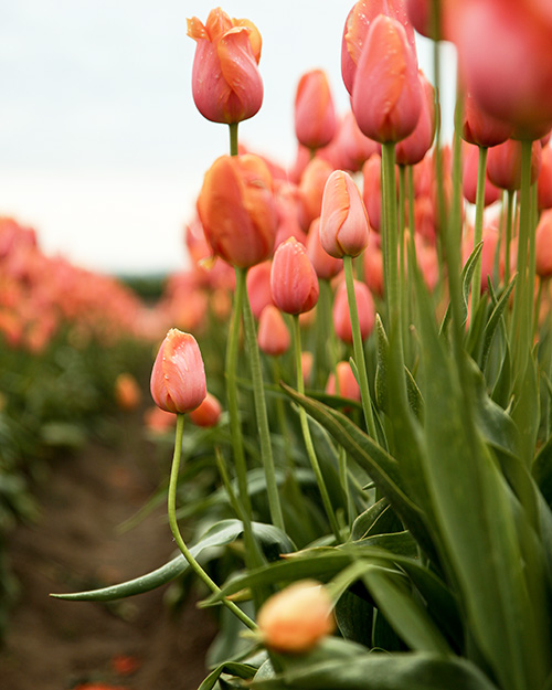 Spilmans Tulip Festival