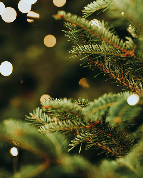 Christmas Lights Switch-On